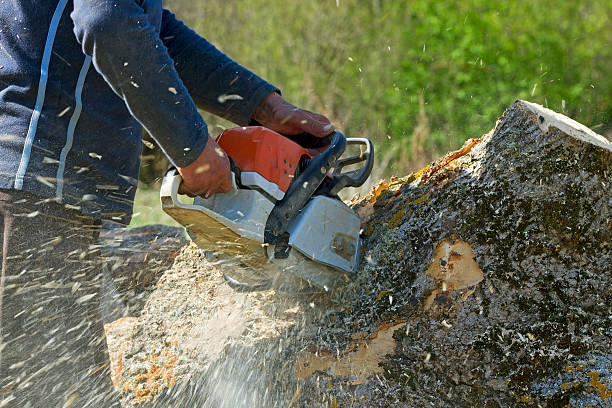 The Steps Involved in Our Tree Care Process in Adairsville, GA